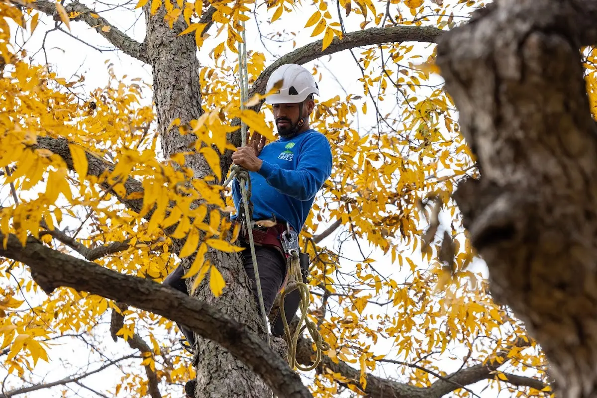 Skilled Tree Transplanting crew working in Springtown